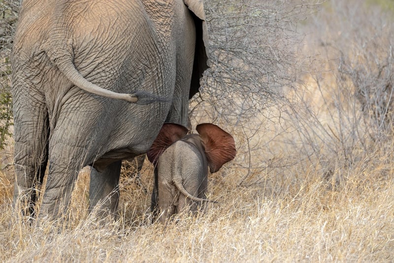 Elephants in South Africa